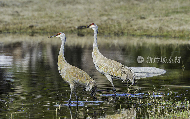 沙丘鹤(Antigone canadensis)是北美洲的一种大型鹤，发现于怀俄明州的黄石国家公园。